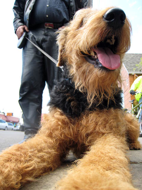 Airedale Terrier Saturday