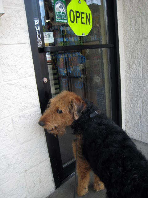 Airedale Terrier Saturday