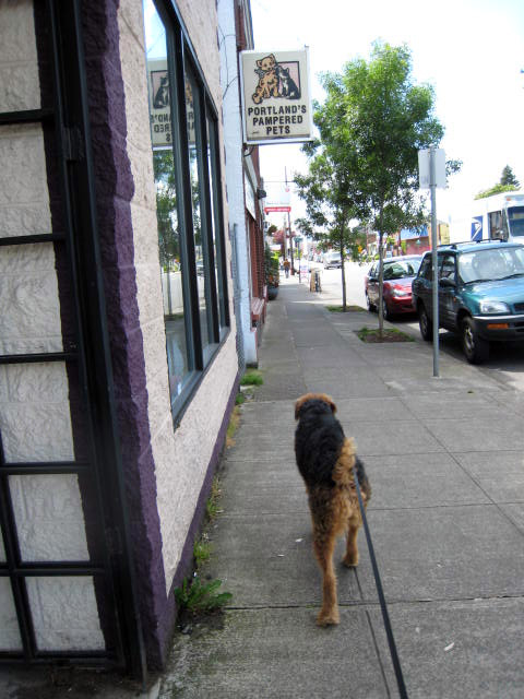 Airedale Terrier Saturday