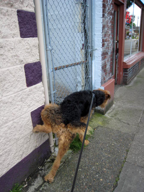 Airedale Terrier Saturday