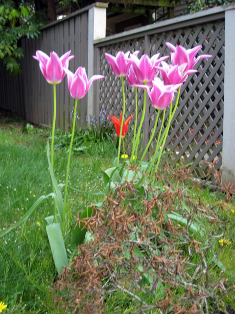 tulip10