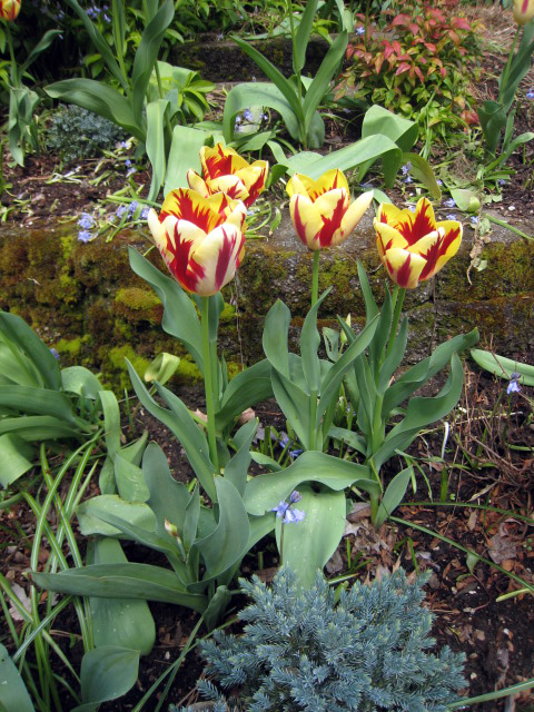 tulip2