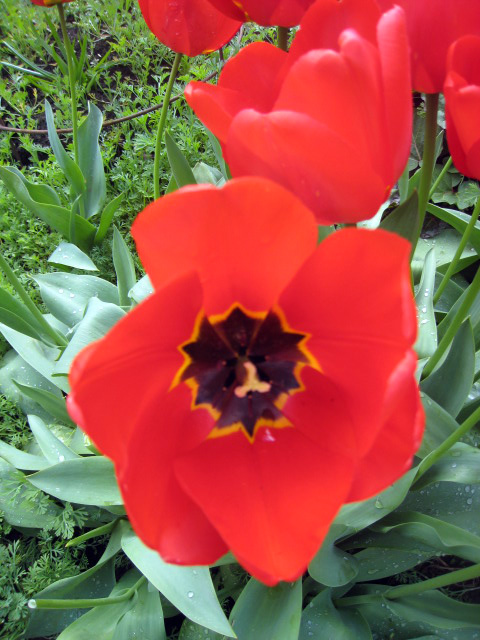 tulip5