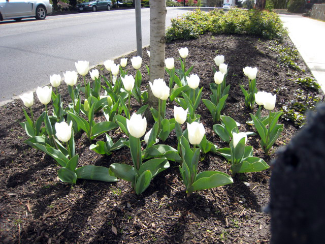 tulip6